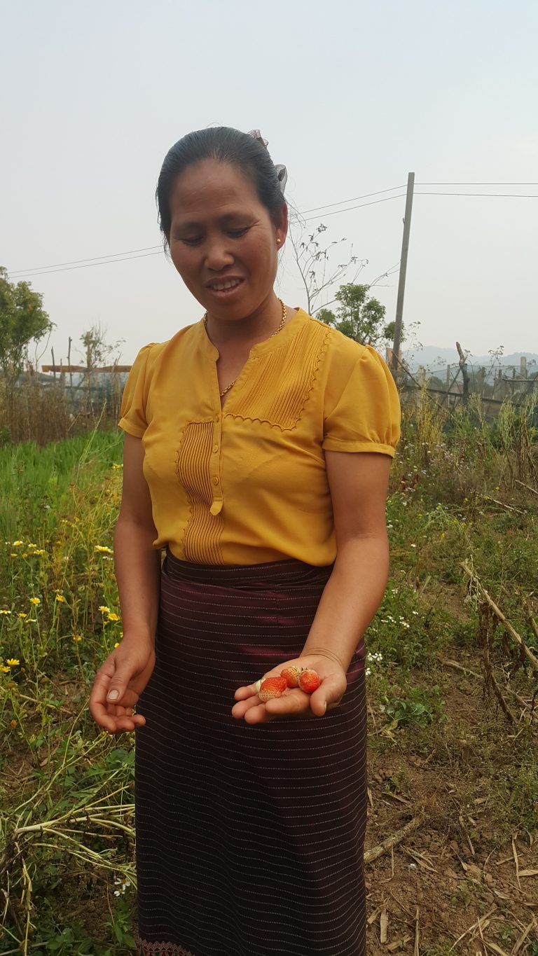 Jordbrukaren Kham Kheng i Laos visar upp ekologiska jordgubbar.